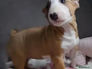 English Bull Terrier dogs Top Quality KC registered health checked - Advert 1