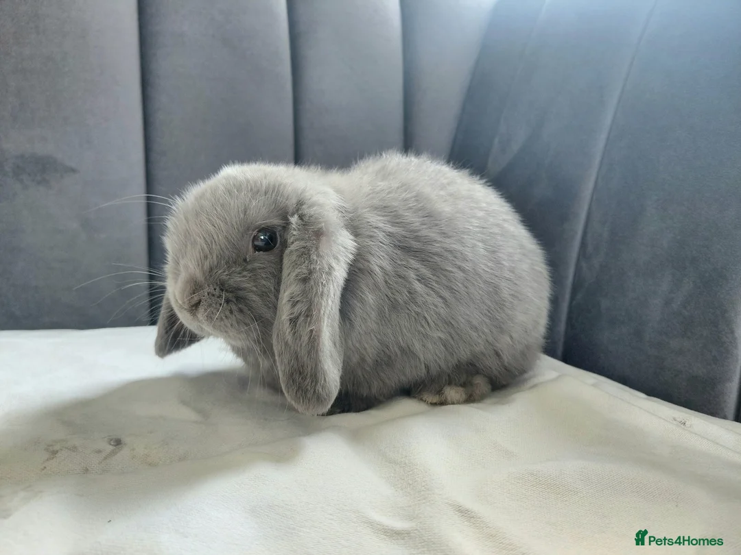Mini Lop rabbits for sale: Friendly Baby Girl Mini Lop in Hereford - Advert 2