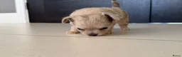 Chihuahua dogs for sale: Stunning litter of mixed Merle and Lilac fawn - Advert 8
