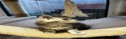 Maine Coon cats for sale: Stunning Baby  in Hull - Advert 5