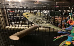 Budgerigars birds for sale: 16 Week Old Male Budgie - Image 3
