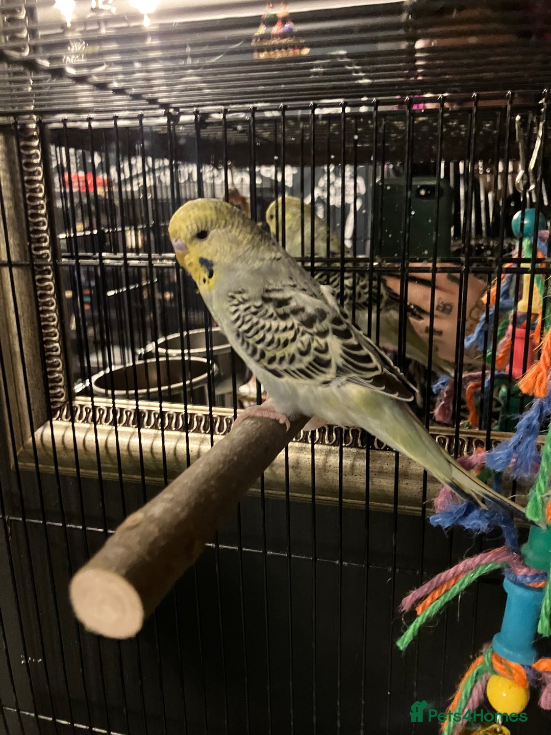 Budgerigars birds for sale: 16 Week Old Male Budgie - Image 3