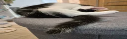 Mixed Breed cats for sale: Unique Black and White "Frosted" Bicolor kittens - Advert 19