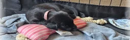 Labrador Retriever dogs for sale: Amazing Labrador Puppies for sale - Advert 11