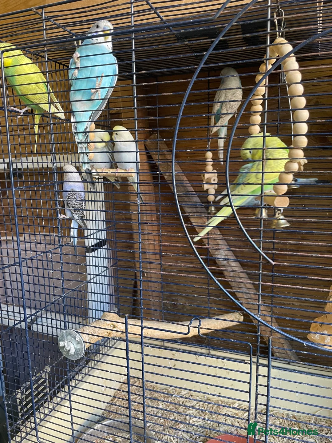 Budgerigars birds for sale: Young budgies for sale  - Advert 2