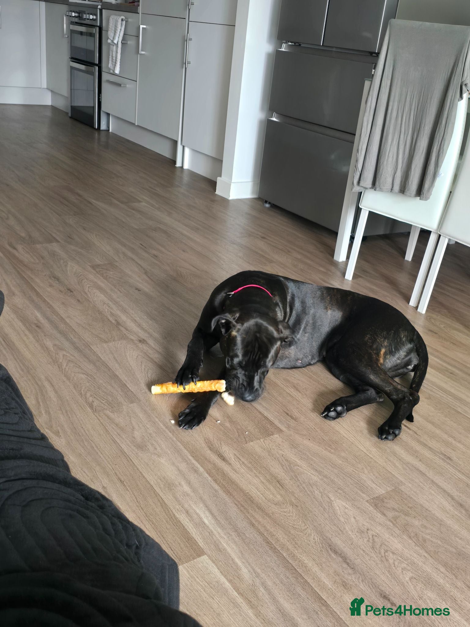 Mixed Breed dogs 15 Month Cane corso cross - Advert 2