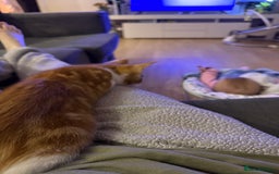 Domestic Shorthair cats for sale: Ginger kitten  - Image 3