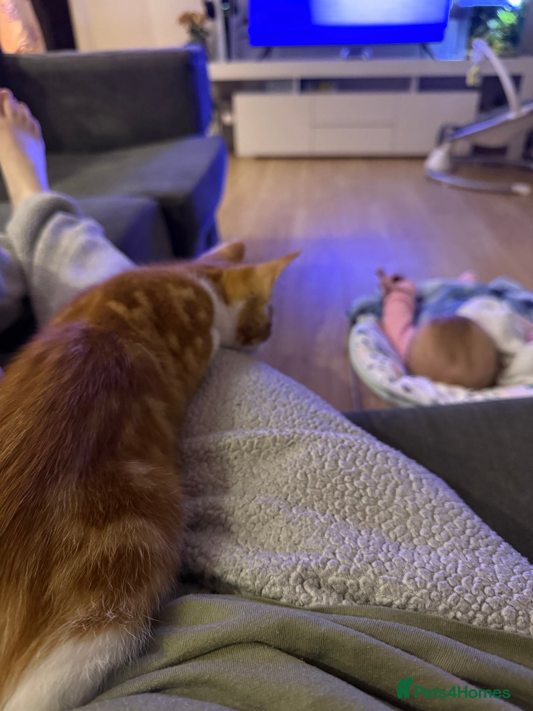 Domestic Shorthair cats for sale: Ginger kitten  - Image 3