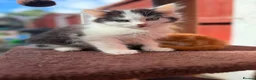 Mixed Breed cats for sale: Mixed Breed Kittens Looking For A Loving Home - Advert 6