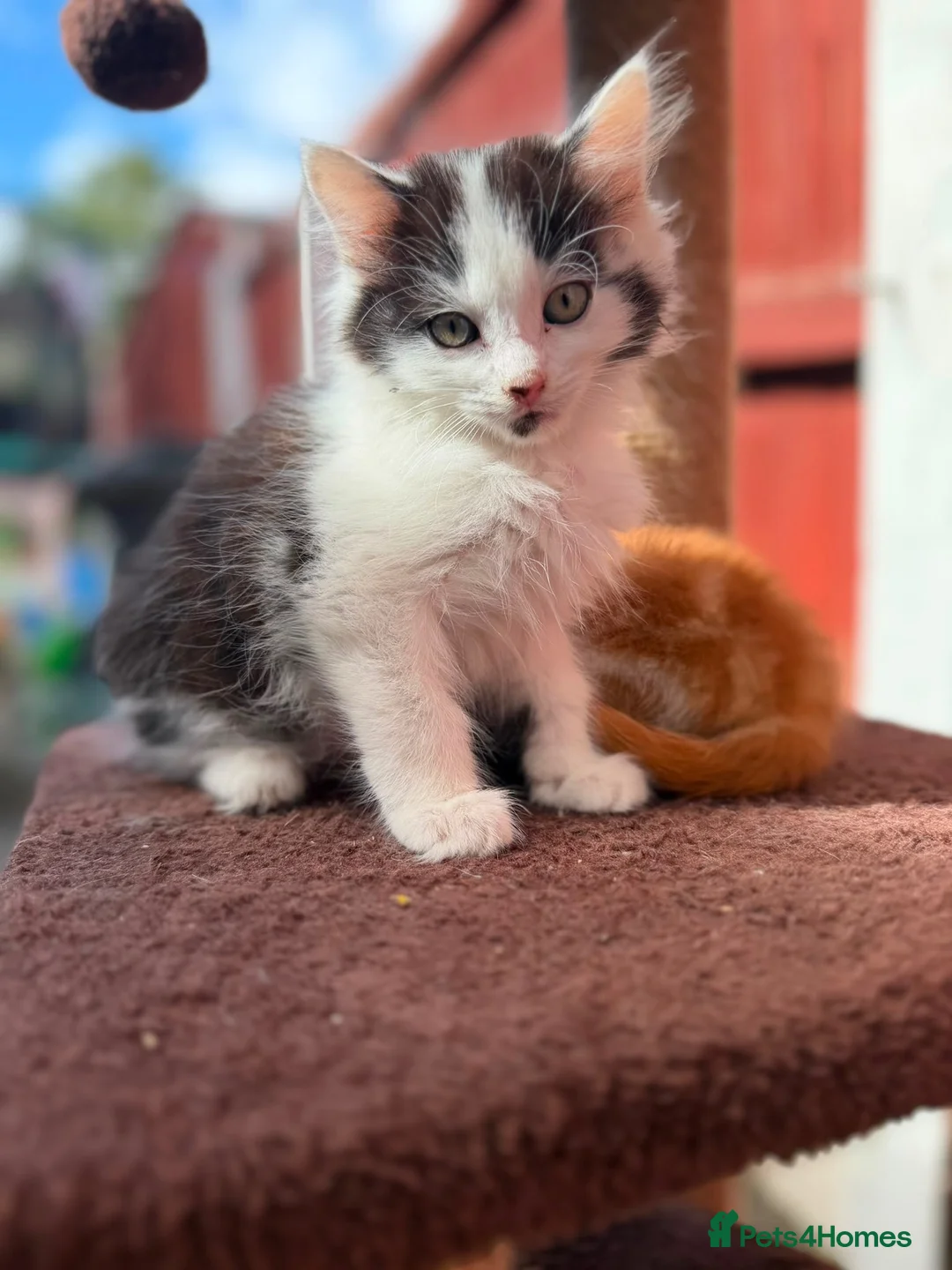 Mixed Breed cats for sale: Mixed Breed Kittens Looking For A Loving Home - Advert 6