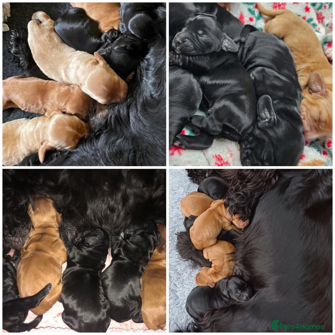 Cocker Spaniel dogs for stud: *Mungo* GOLDEN Show Cocker PEDIGREE BEST TESTED in Bradford-on-Avon - Advert 30