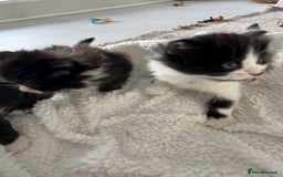 Ragdoll cats for sale: Half ragdoll kittens  - Image 10