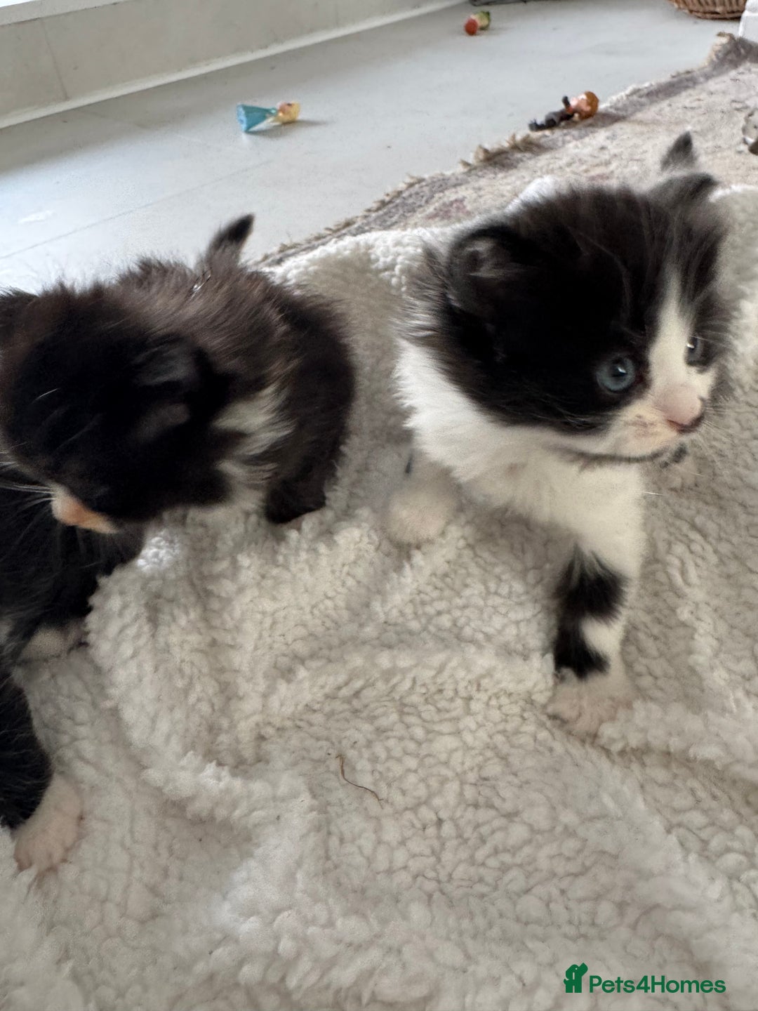 Ragdoll cats for sale: Half ragdoll kittens  - Image 10