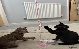 Mixed Breed cats for sale: Beautiful kittens ready for loving new homes.  - Image 29