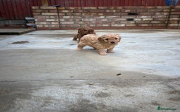 Cockapoo dogs for sale: F1B cockapoo puppies! Ready in 3 weeks!  - Image 16