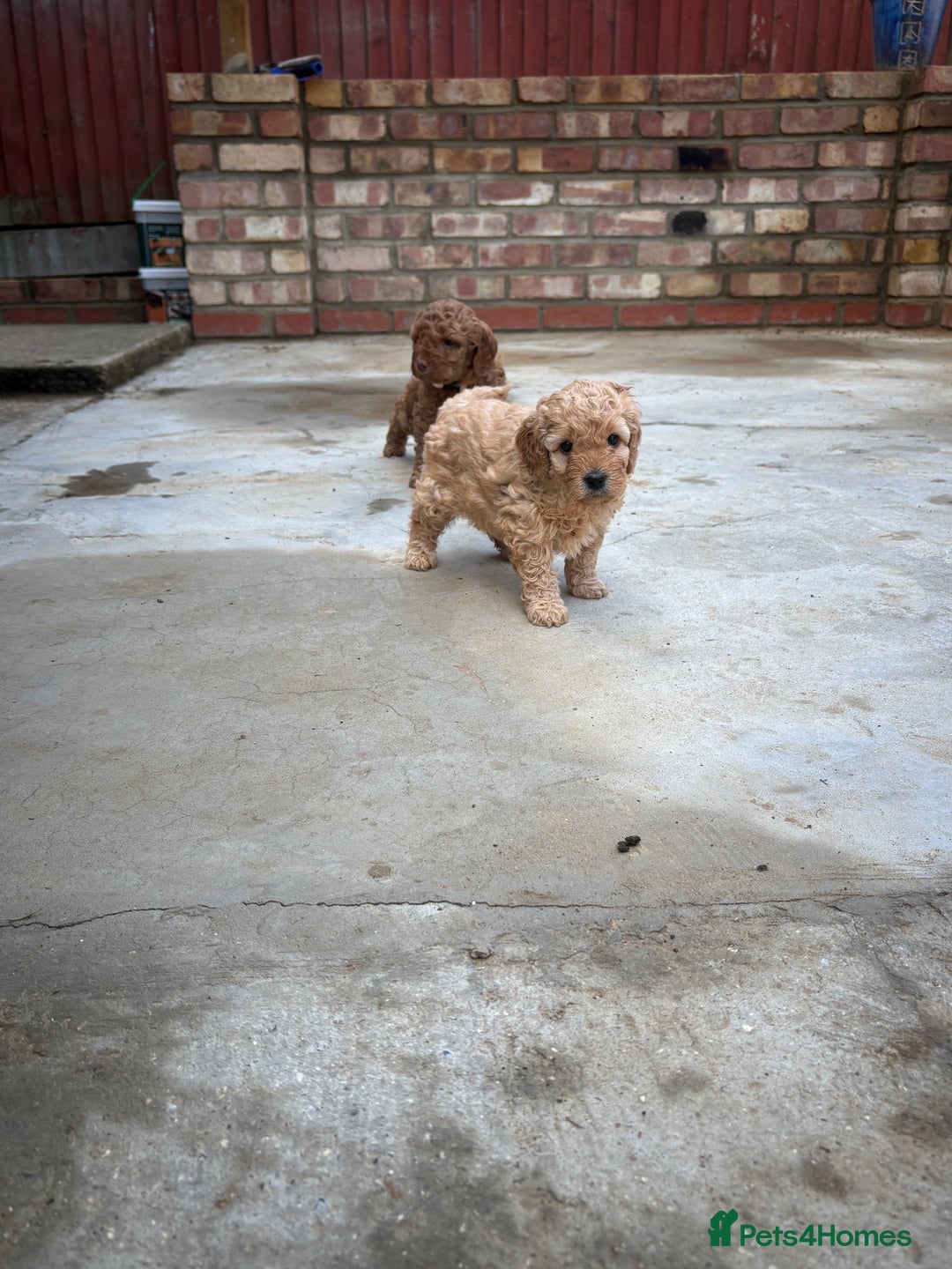 Cockapoo dogs for sale: F1B cockapoo puppies! Ready in 3 weeks!  - Image 16