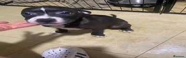 Staffordshire Bull Terrier 3