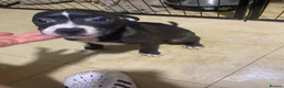 Staffordshire Bull Terrier dogs for sale: Blue staffie puppies  - Advert 10