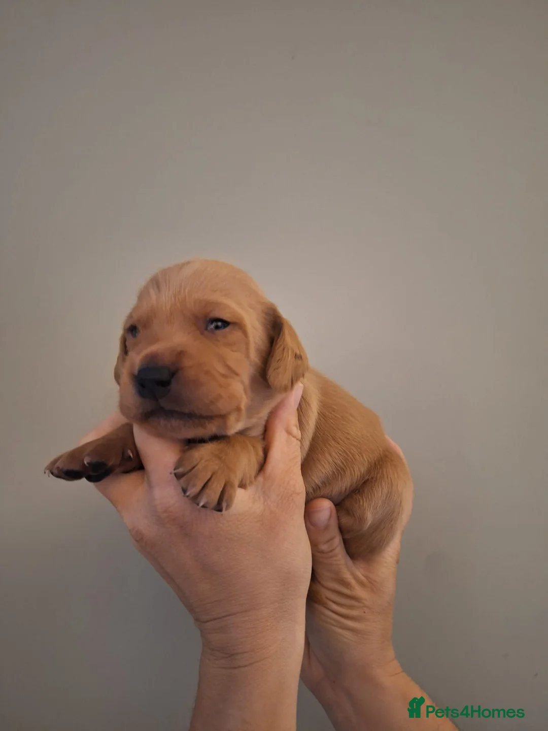Cockerdor dogs for sale: (6 left) 7 Cockerdor puppies 🐶 5⭐️ breeders - Advert 19