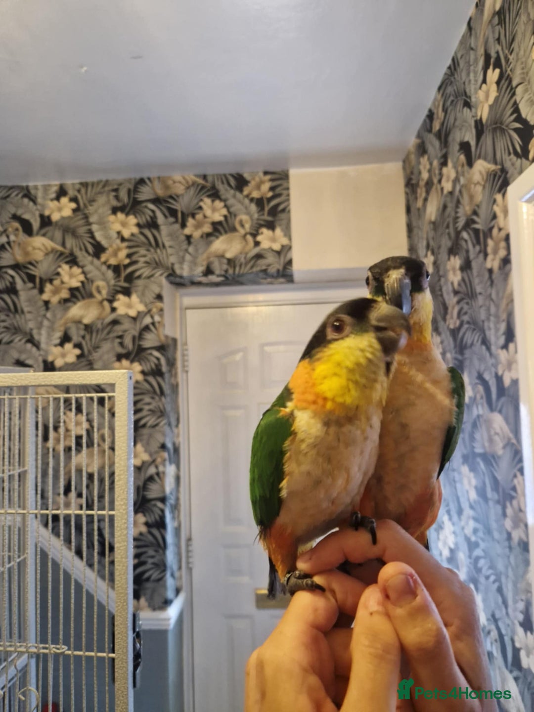 Parrots birds for sale: Caiques  - Image 2