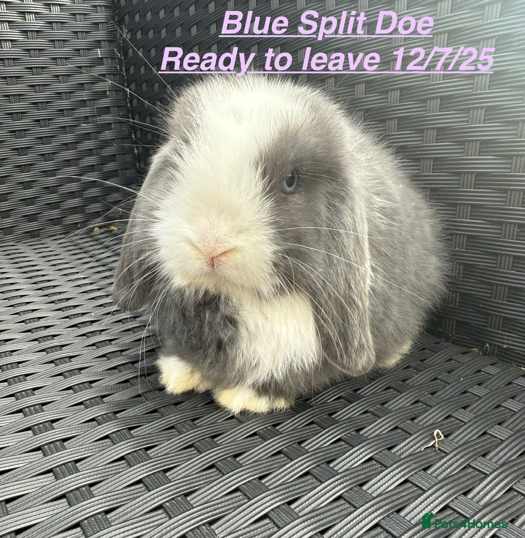 Mini Lop rabbits for sale: Mini Lops Bunnies. READ DESCRIPTION - Updated 22/7 in Chard - Image 10