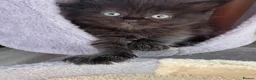 British Shorthair cats for sale: British Shorthair kittens not ready for pickup ye - Advert 6
