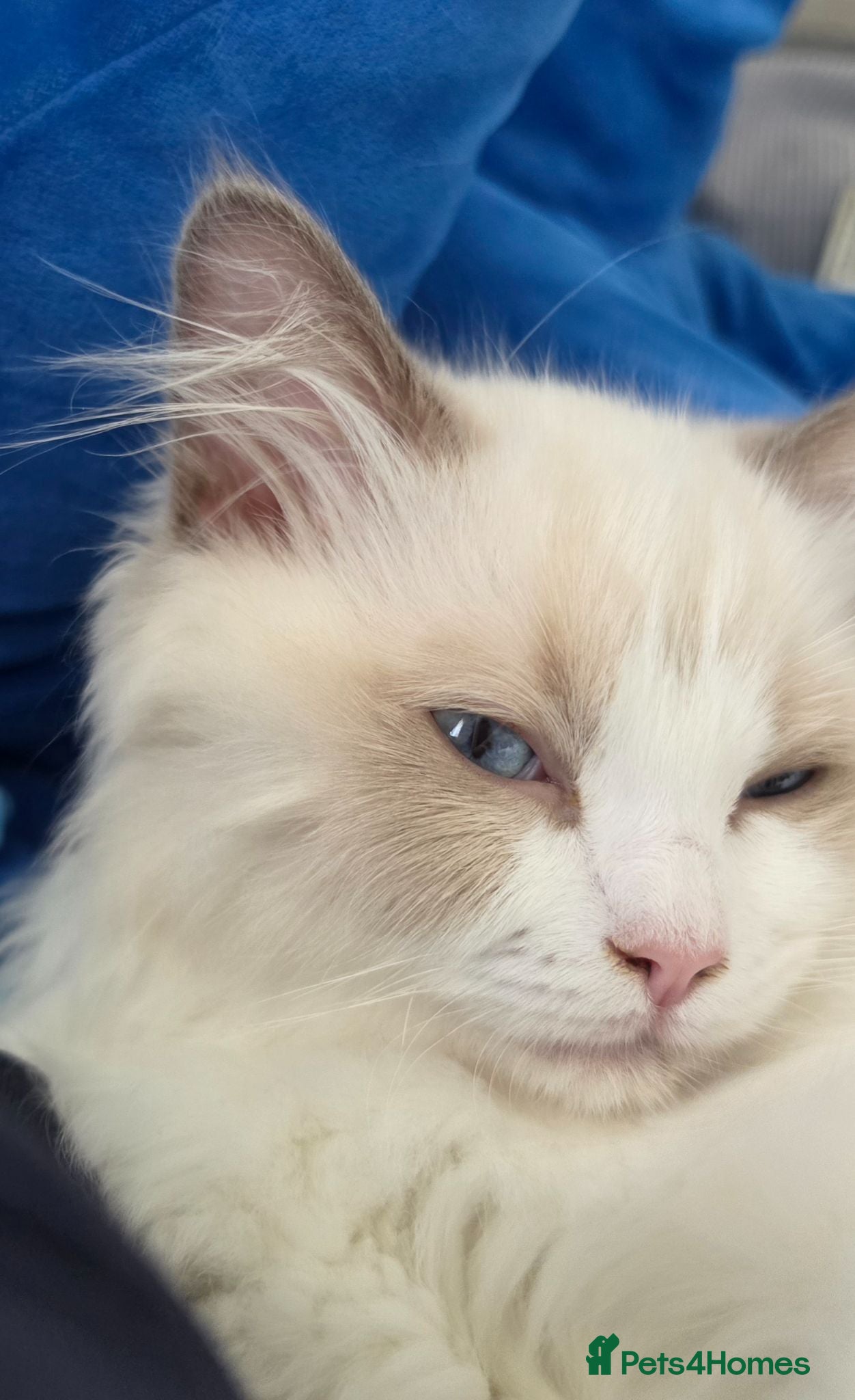 Ragdoll cats Heartbreaking decision seeking a loving home - Advert 13