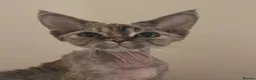 Devon Rex cats for sale: Enchantirex Devon Rex – 2026 Waiting List Now Open - Advert 22