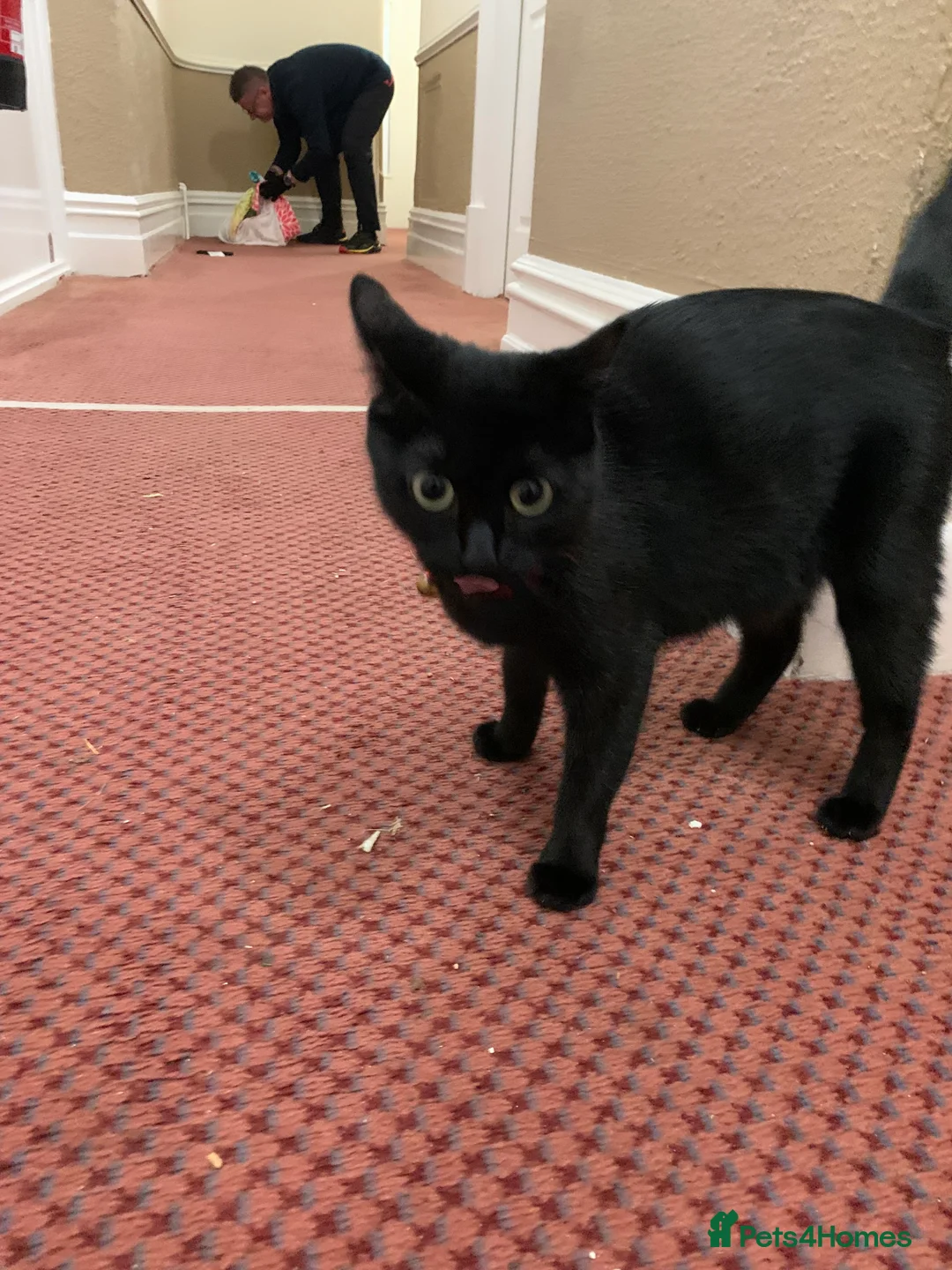 Bombay cats for sale: 🐾 Loving Homes Wanted for 4 Roxy’s Kittens 🐾 - Advert 11