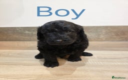 Labradoodle dogs for sale: Gorgeous Labradoodle Babies  - Image 10