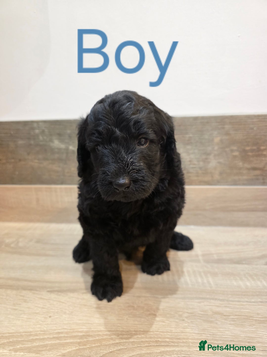 Labradoodle dogs for sale: Gorgeous Labradoodle Babies  - Image 10
