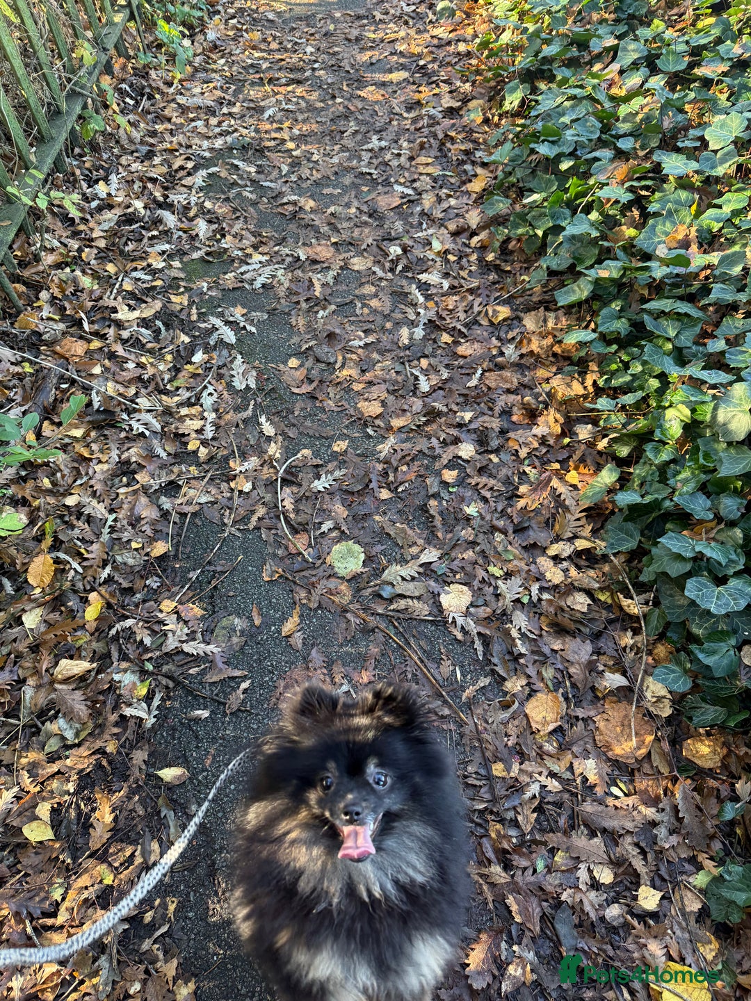 Pomeranian dogs for sale: Roxy the Pomeranian - Advert 3