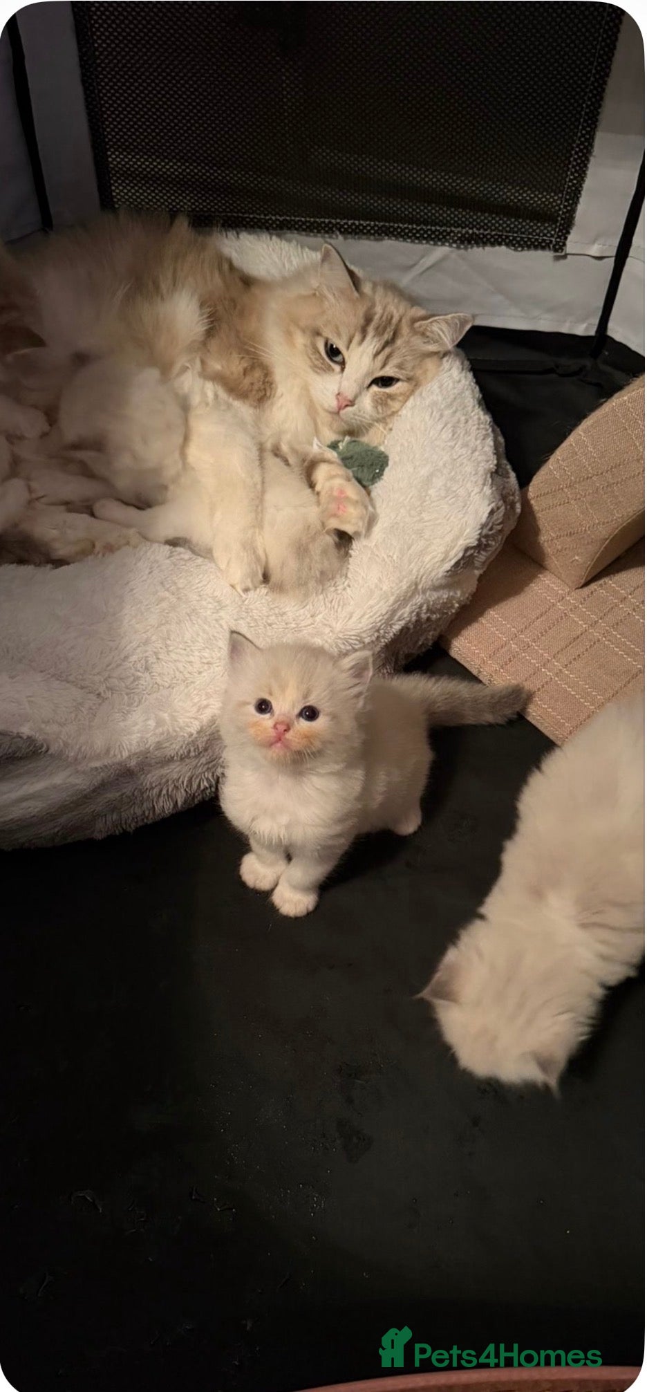 Ragdoll cats 😍 BEAUTIFUL RARE BLUE LYNX POINT BICOLOR FEMALE  - Advert 2