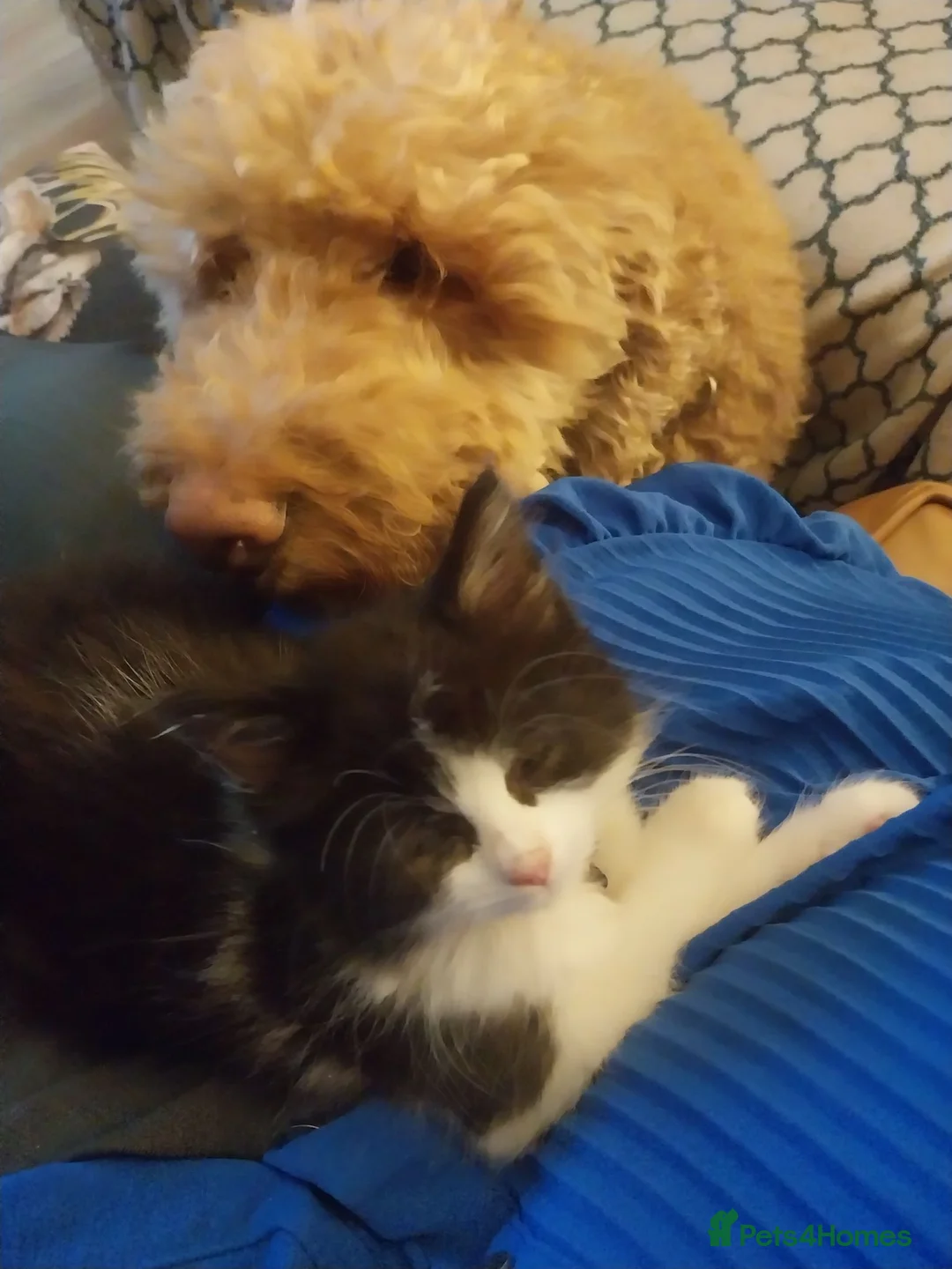 Mixed Breed cats for sale: Billie - Advert 2