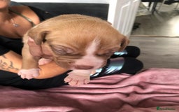 Mixed Breed dogs for sale: American bulldogs  - Image 19