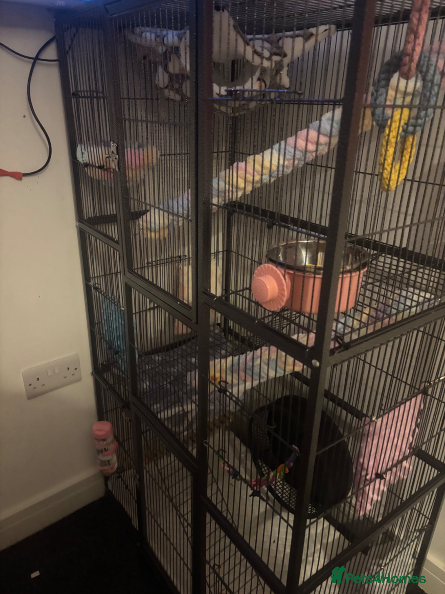 Sugar Glider rodents Baby sugars  - Advert 11