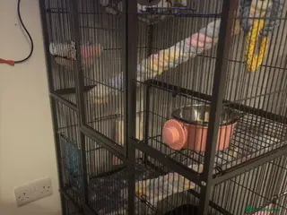 Sugar Glider rodents Baby sugars - Advert 14