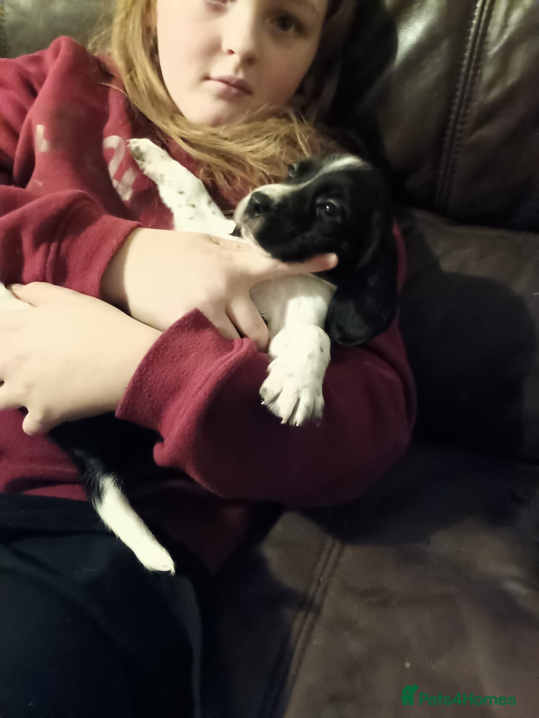 Bocker dogs for sale: Beagle x cocker - Advert 9