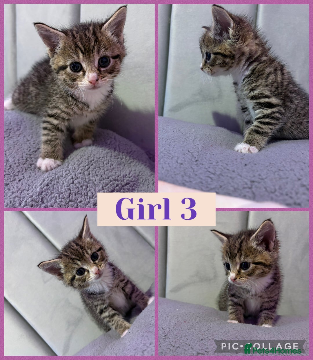 Mixed Breed cats for sale: 5 Stunning Tabby Kittens For Sale - Advert 3