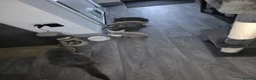 British Shorthair cats for sale: 2 cute kitties  - Advert 6