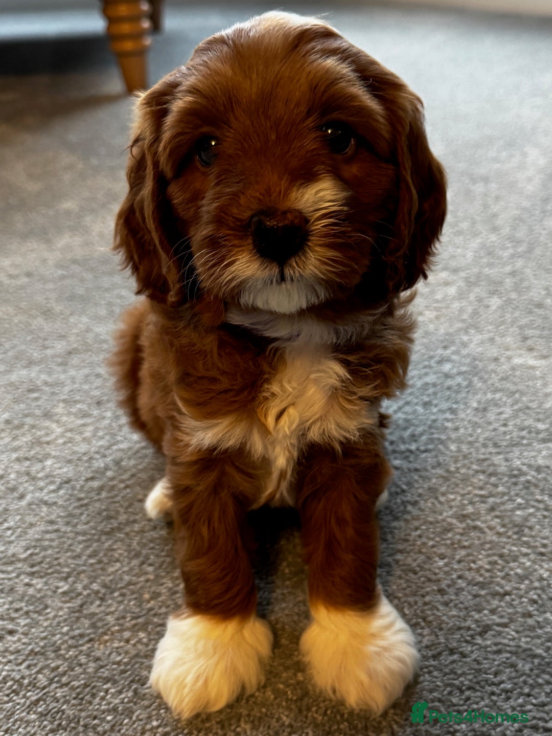 Cavapoochon dogs for sale: CAVAPOOCHON PUPPIES - ONLY 1 BOY LEFT - Advert 9