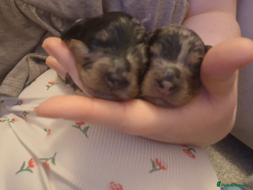 Cockapoo dogs for sale: Toy cockapoo pups - Advert 2