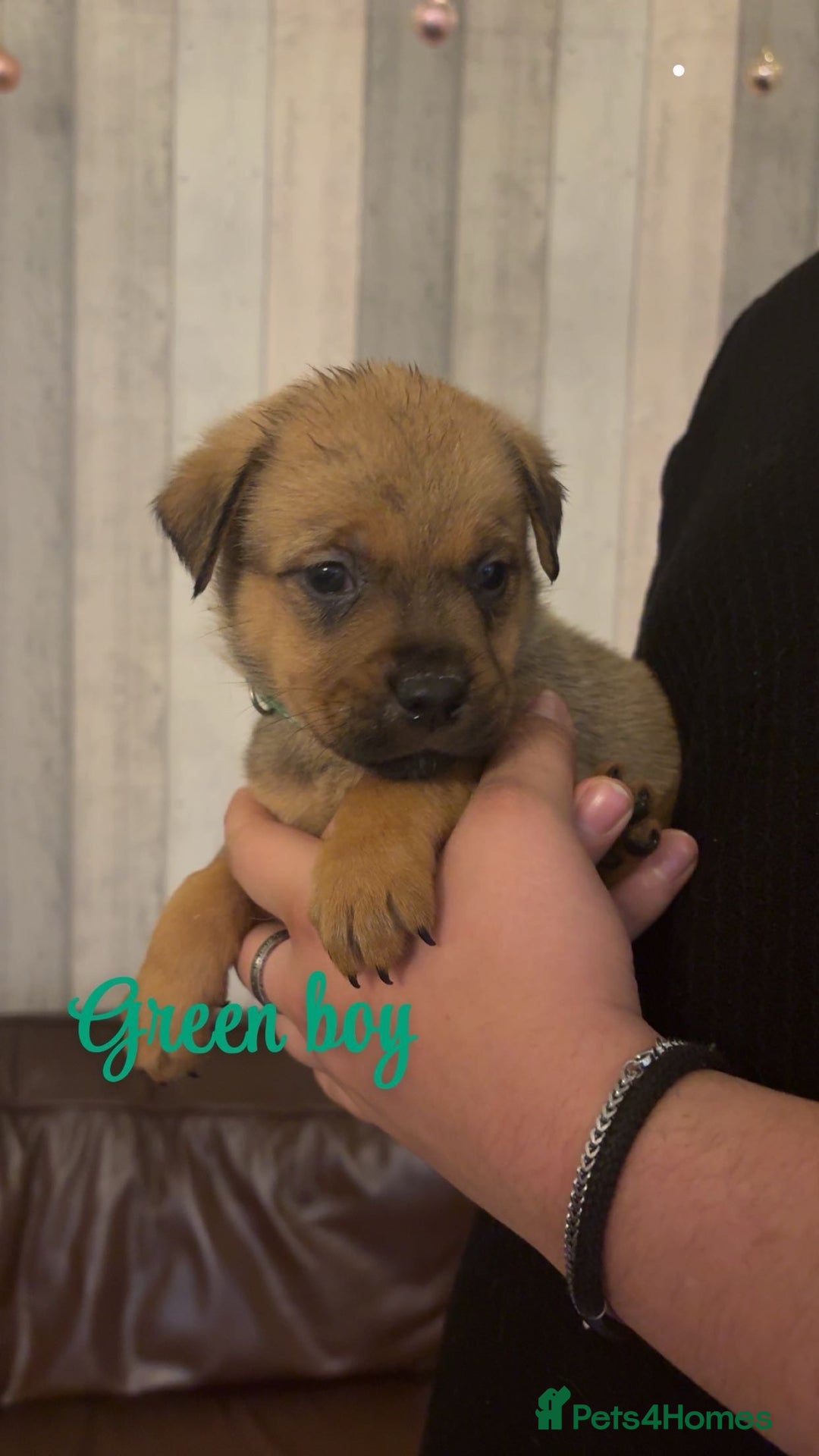 Mixed Breed dogs for sale: Gorgeous bullmastiff x Rottweiler puppies - Advert 10