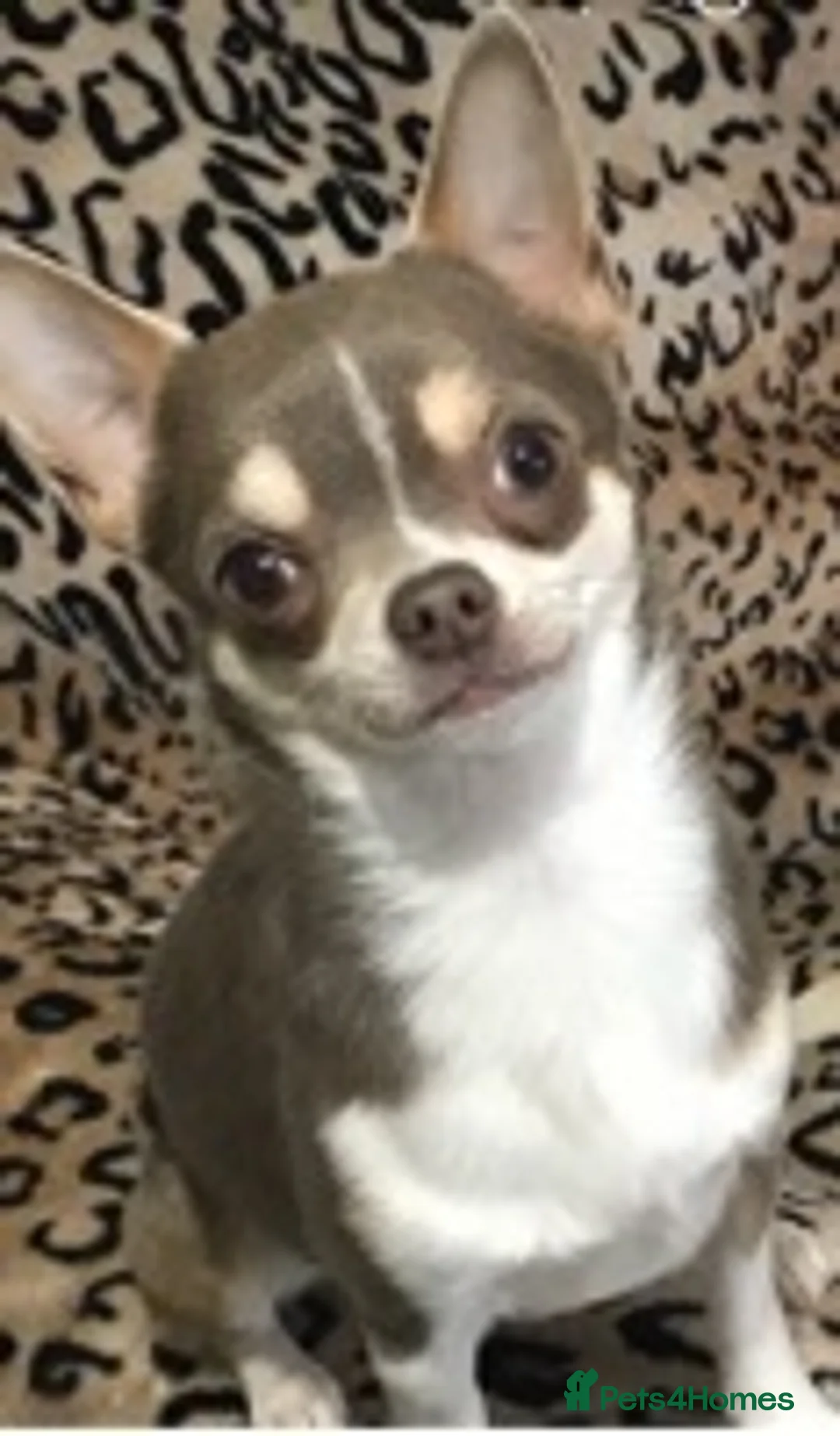 Chihuahua dogs for stud: KC STUD BOYS . STUD ONLY.  in Mansfield - Advert 7