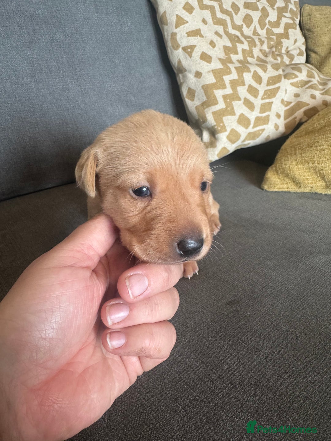 Labrador Retriever dogs for sale: Mixed Yellow and Red Labrador Puppies - Advert 14