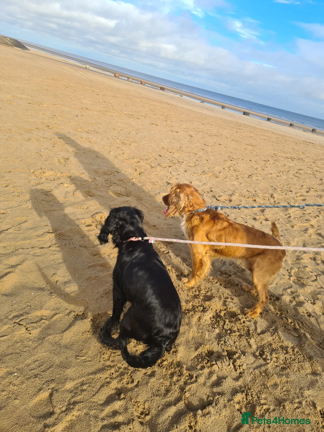 Sprocker dogs for stud: Proven Sprocker Spaniel Stud - Advert 4