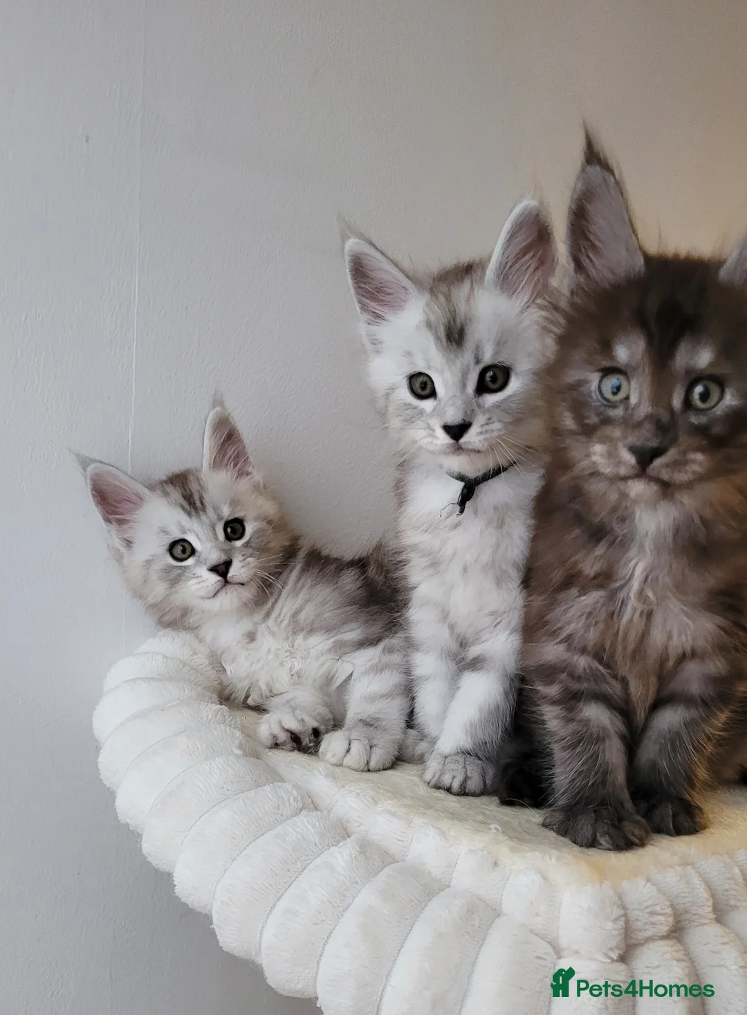 Maine Coon cats for sale: Tica registered Maine coon kittens  - Advert 11