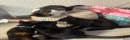 Domestic Shorthair cats for sale: Beautiful Tortoiseshell Domestic Shorthair Cat - Advert 14