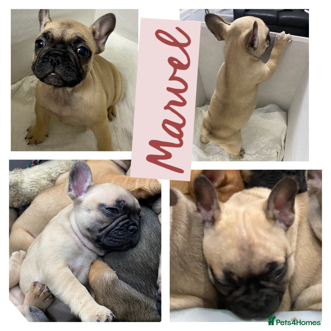 French Bulldog dogs for sale: KC Registered French Bulldogs Blue/Brindle/Fawn - Advert 7
