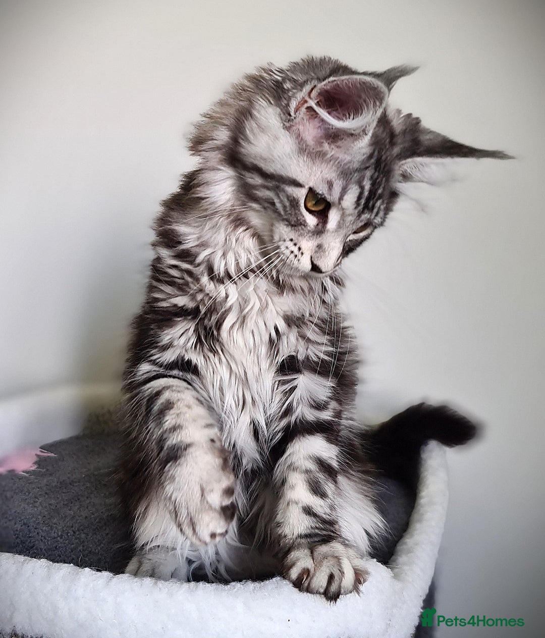 Maine Coon cats for sale: STUNNING XL PEDIGREE MAINE COON KITTENS  - Image 29